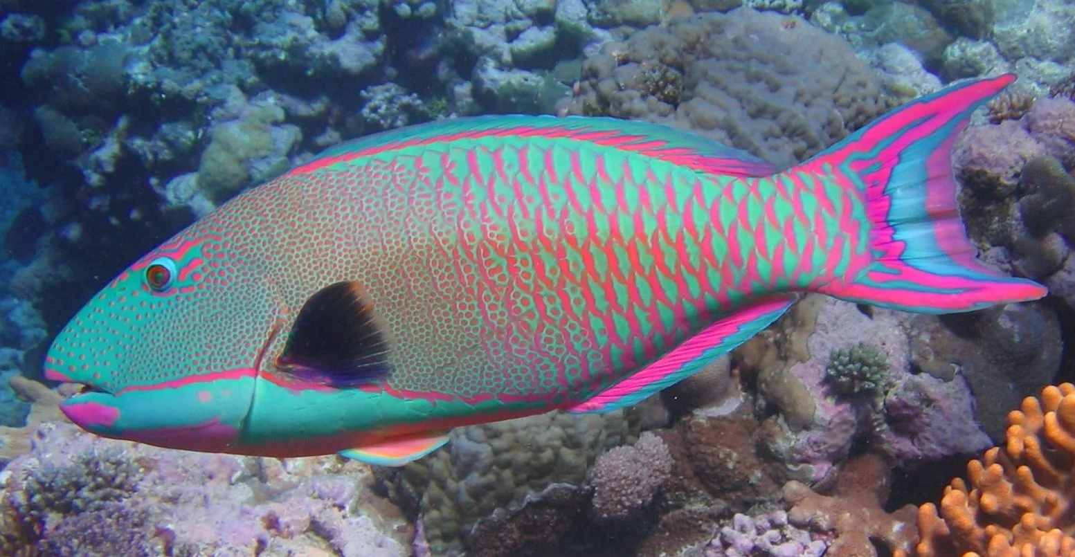 Cetoscarus Bicolor